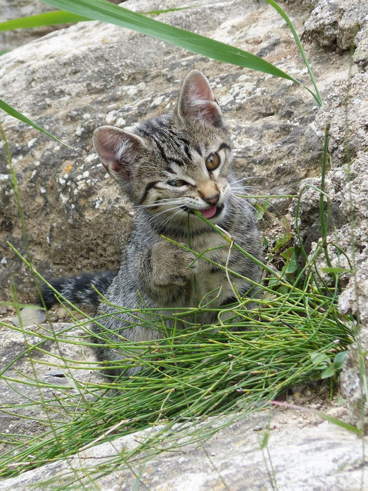 How Does Catnip Affect Cats