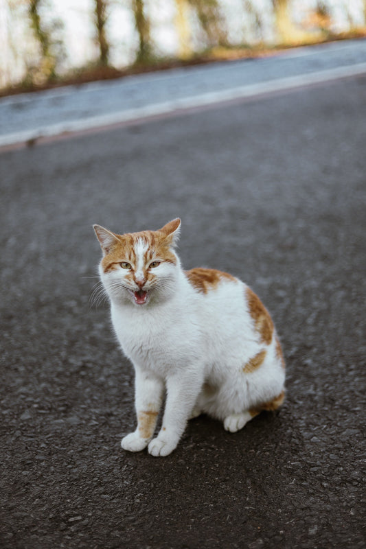 catsforlifeco