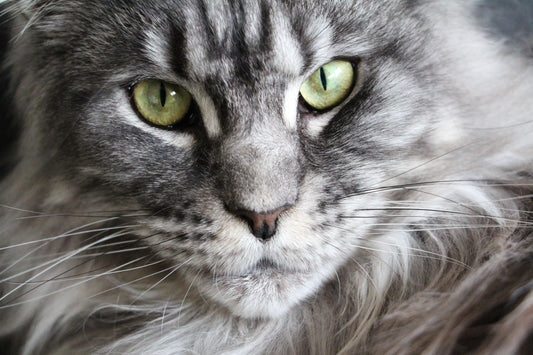 How Much Does A Maine Coon Cat Cost