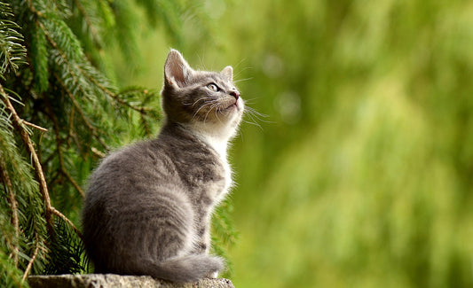 catsforlifeco