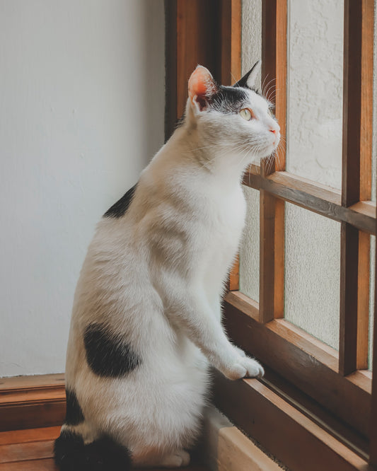 catsforlifeco