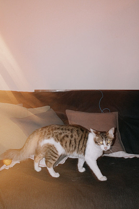 Why Do Cats Do That Silly Sideways Walk?