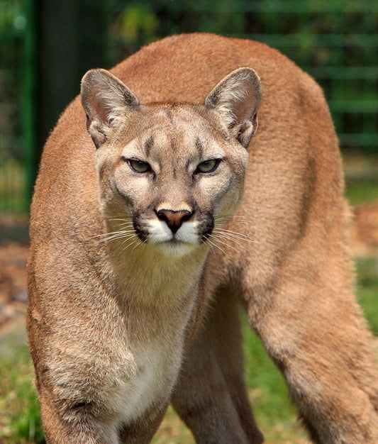 What Are The Type Of Big Cats?