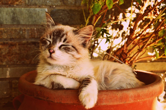 How To Remove A Tick From A Cat