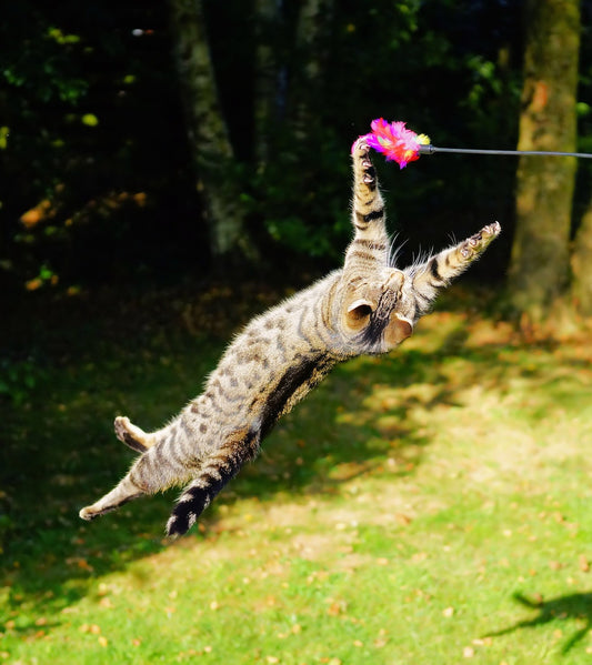 How High Can A Cat Jump