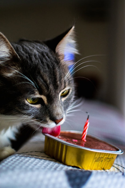 How Long For Cat To Get Used To New Owner