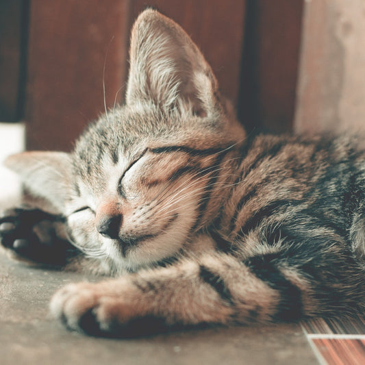 How Know If Cat Is In Pain