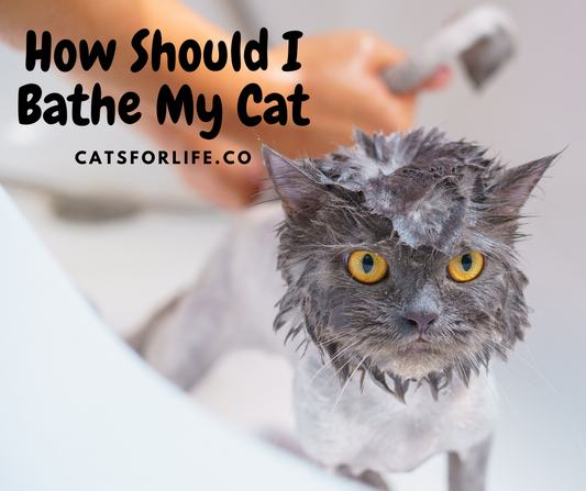 How Should I Bathe My Cat