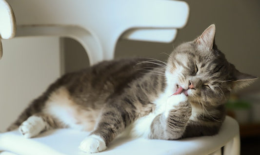 How To Claim Ownership Of A Cat