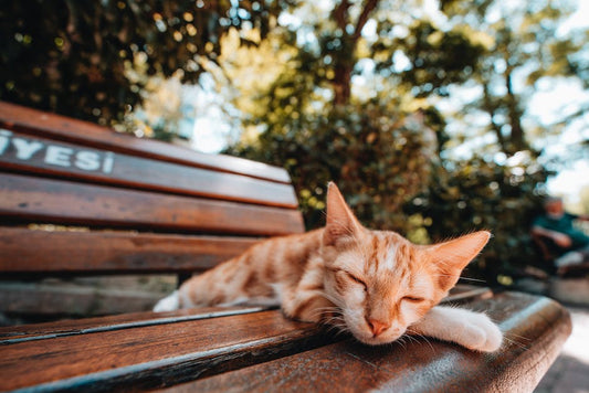 How To Know If Your Cat Is Sick