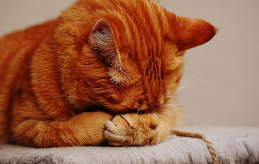 How Long For Cat To Forget Owner