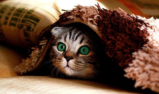 Paws and Reflect: Snuggle Up with a Customized Cat Photo Blanket