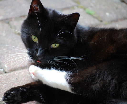 Step into Whimsy with Custom Cat Socks for Every Cat Lover