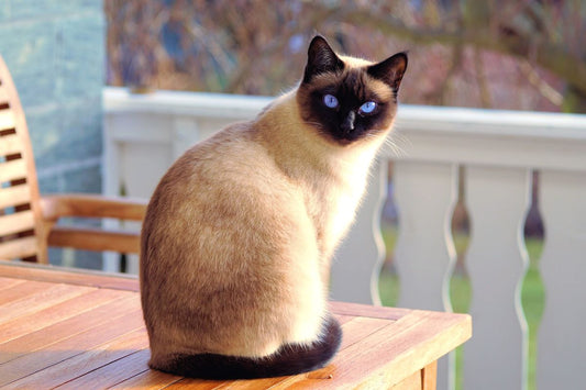 Joining Online Cat Communities: Where to Find Support