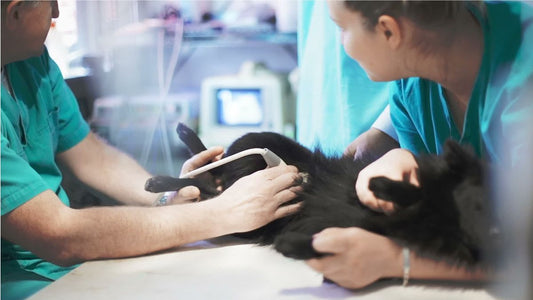 Understanding Feline Leukemia Virus: Prevention and Care
