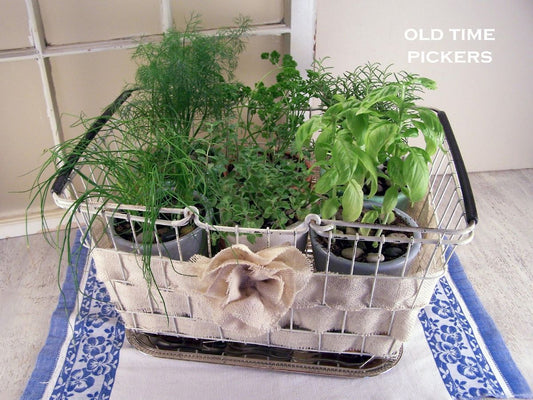 How to Cultivate a Safe Indoor Herb Garden for Cats