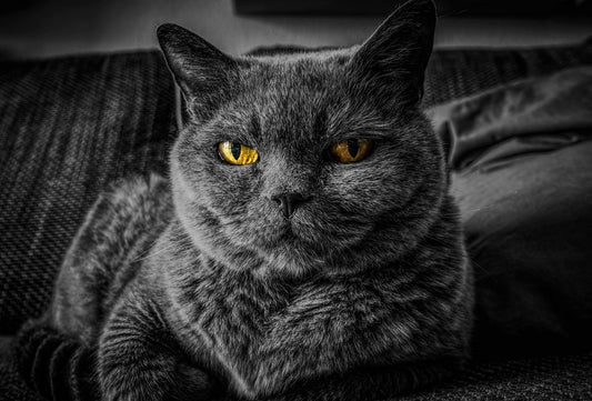 Essential Nutrition Tips for Senior Cats