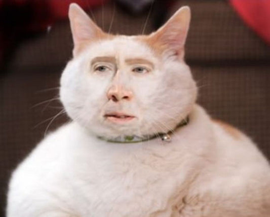 How to Deal with Feline Hyperesthesia Syndrome