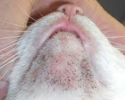 How to Deal with Territorial Behavior in Cats