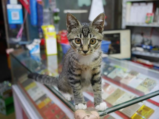 Celebrating International Cat Day: Ideas and Activities