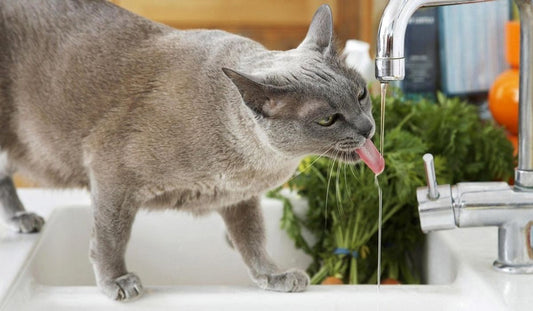 How to Maintain Your Cat’s Hydration: Tips and Tricks