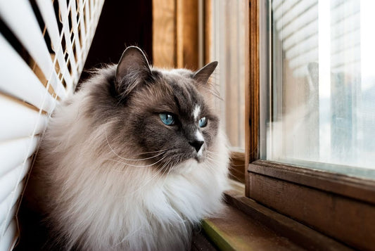 How to Keep Your Cat Entertained While You're Away