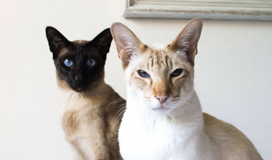 How to Create a Cat-Friendly Office Space