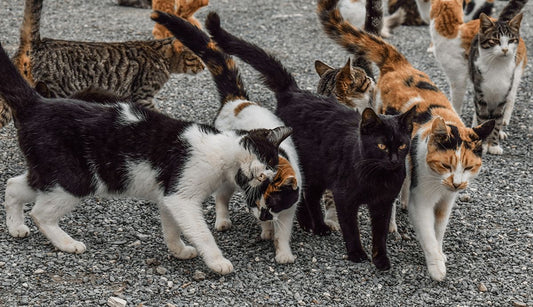 Understanding and Preventing Cat Urinary Problems