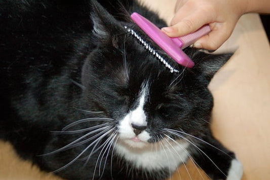 The Best Ways to Reduce Cat Shedding