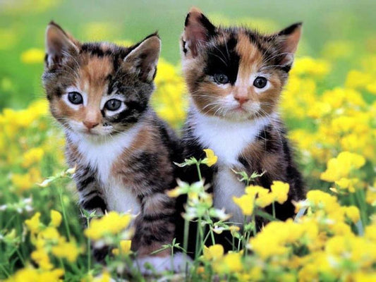 The Importance of Cat Enrichment Toys
