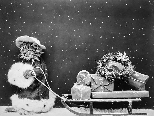 Feline Fest: Creative Cat Gift Ideas for Christmas