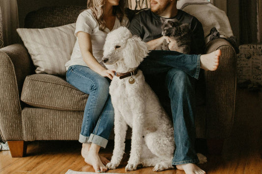 The Ultimate Guide to Choosing the Best House Cat for Your Family