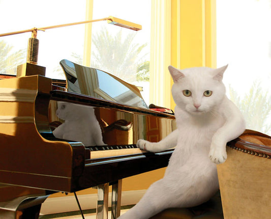 The Importance of Play in Cat Development