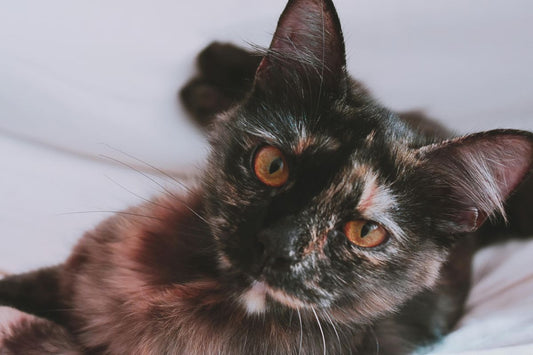 The Benefits of Adopting an Older Cat