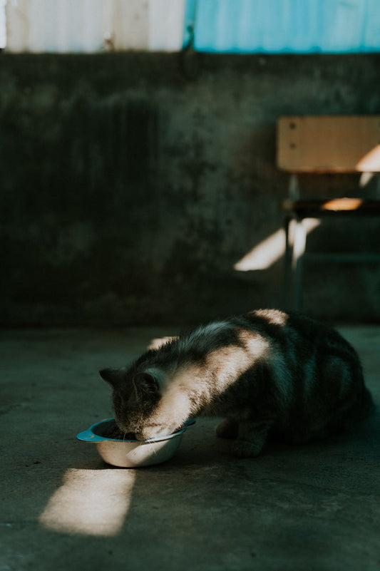 The Ultimate Guide to Selecting the Right Cat Food and Litter