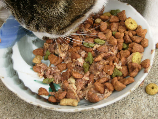 How to Make Homemade Cat Treats