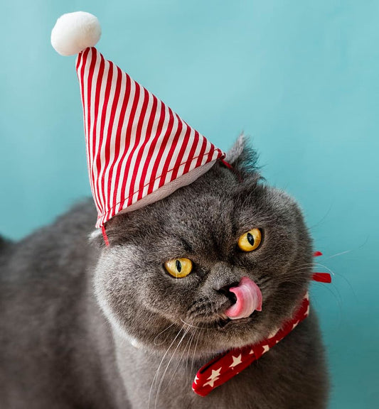 Unforgettable Cat Birthday Gifts to Hiss About All Year Long