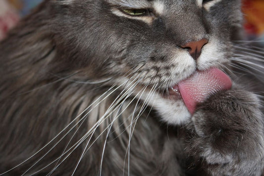 Understanding the Feline Language: Vocalizations and Body Language