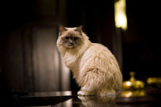 Best Cat Toys of the Year: Reviews and Recommendations