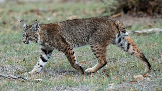 Planning Cat-Friendly Hiking Adventures