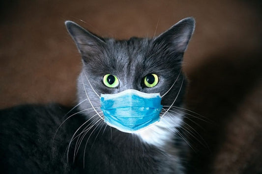How to Prepare for Cat Surgery and Recovery