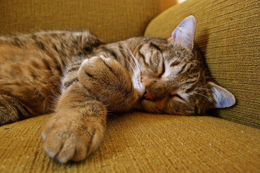 How to Create a Sleep Sanctuary for Your Cat