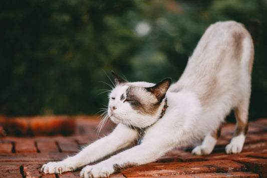 The Benefits of Yoga with Your Cat: A Guide