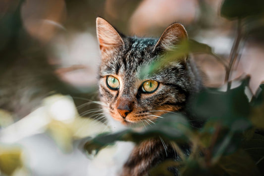 Bringing Your Maine Coon Kitten Home: Tips for a Smooth Transition