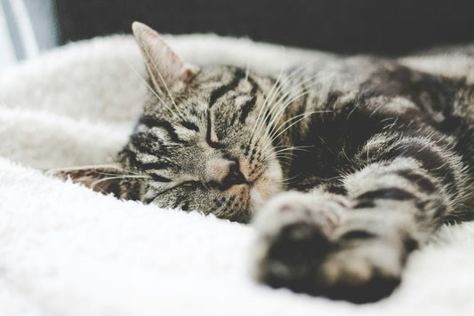 Top Tasty Treat-Inspired Food Kitten Names for Your Furry Friend