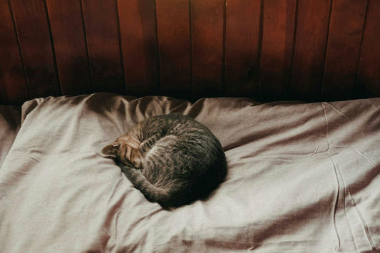 The Best Heated Cat Beds for Cold Weather