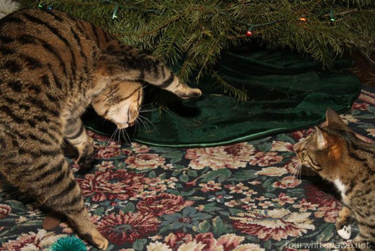 Understanding the Nutritional Needs of Hyperactive Cats