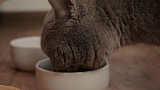 The Benefits of Raw Meat Diets for Cats