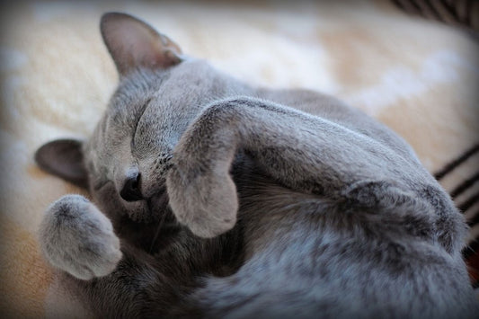 The Benefits of Neutering or Spaying Your Cat
