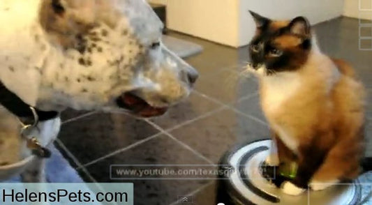 How to Deal with Cat Dander for Allergy Sufferers